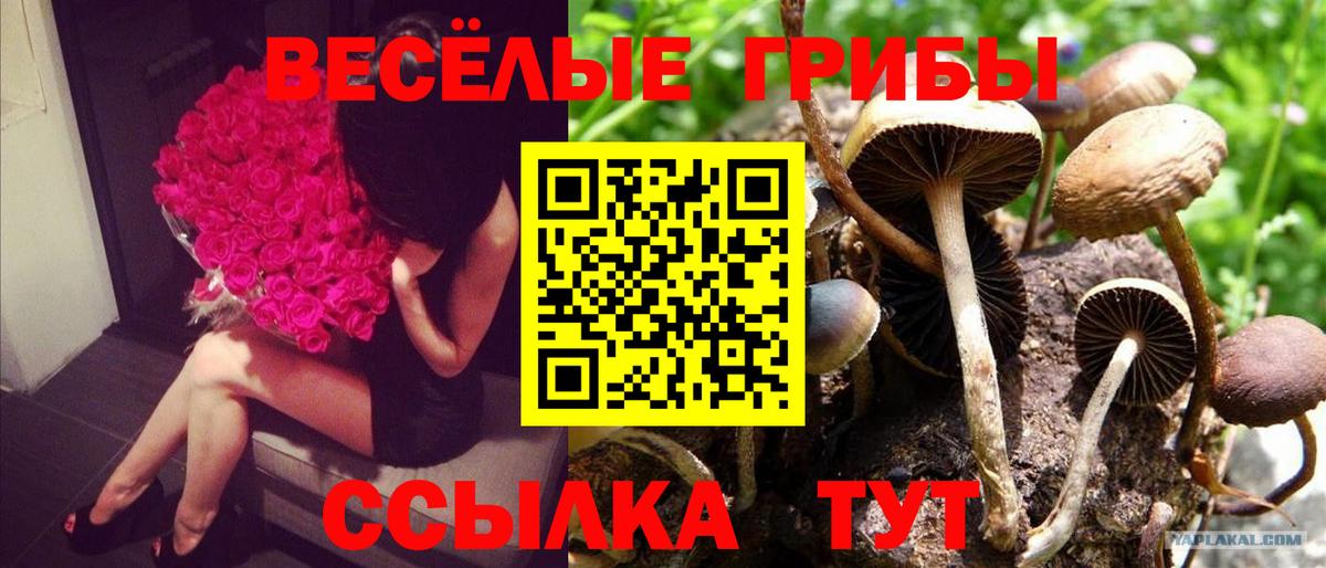 Псилоцибиновые грибы Psilocybine cubensis Усть-Илимск